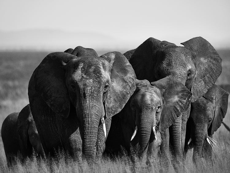 A pack of elephants walking across a field.