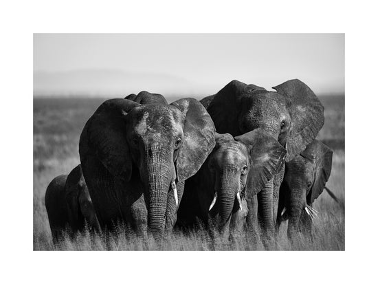 A pack of elephants walking across a field.