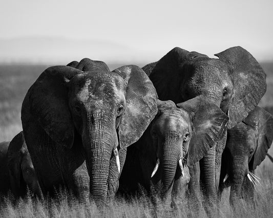 A pack of elephants walking across a field.