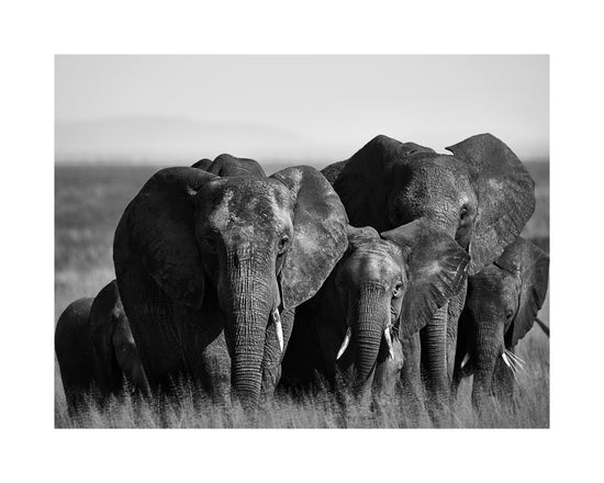 A pack of elephants walking across a field.