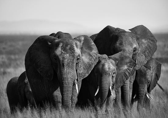 A pack of elephants walking across a field.
