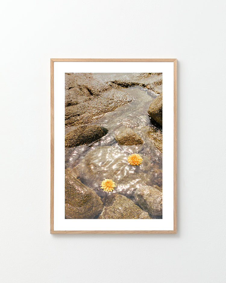 Floating Dahlias Poster