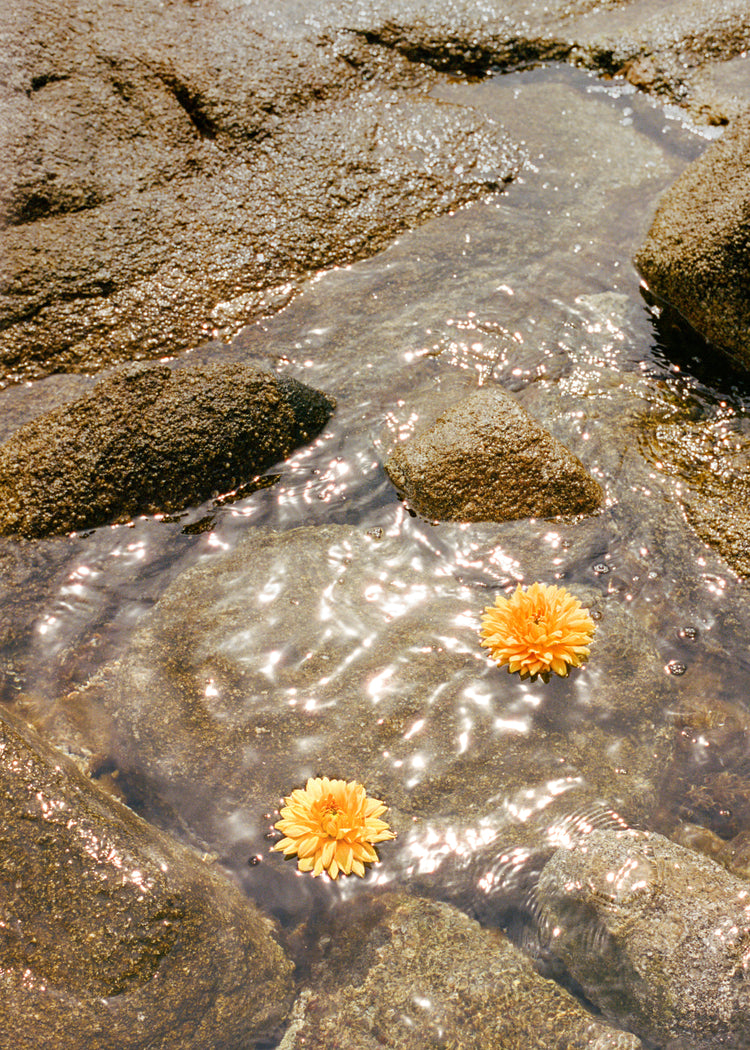 Floating Dahlias Poster