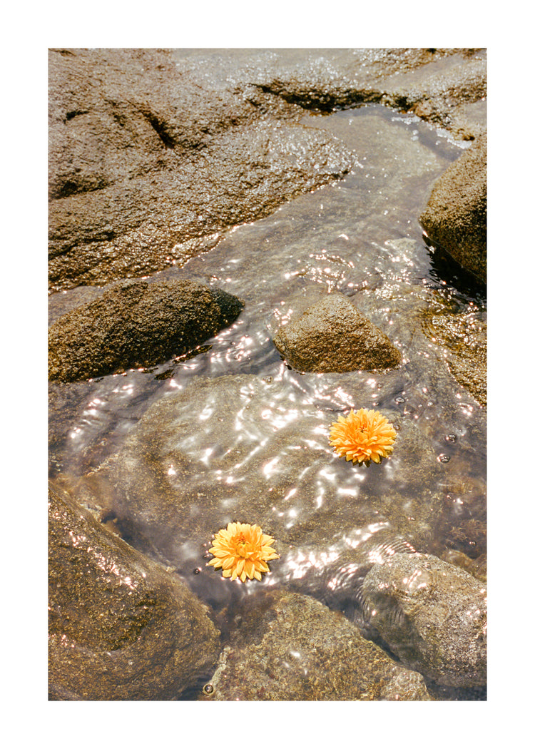 Floating Dahlias Poster