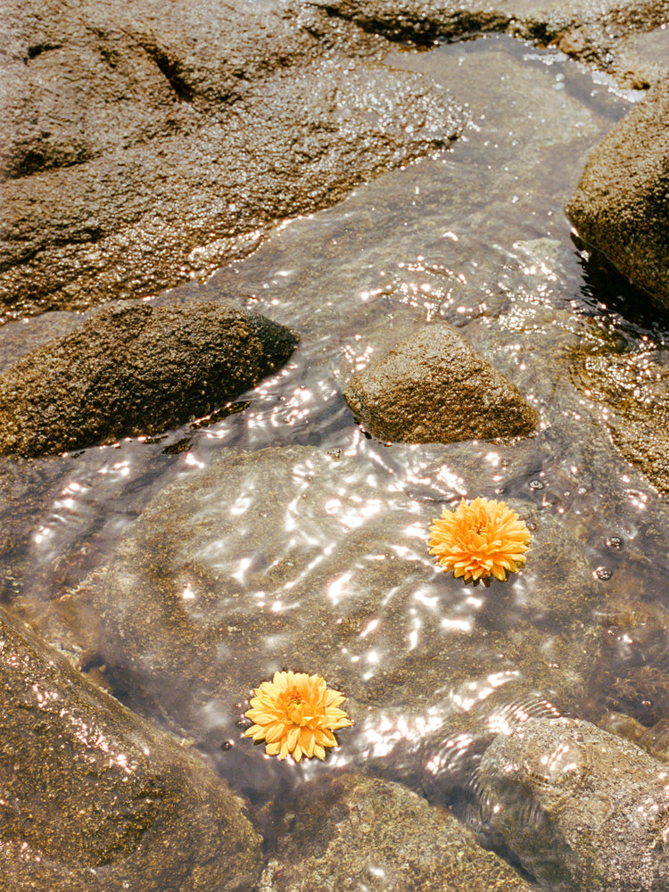 Floating Dahlias Poster