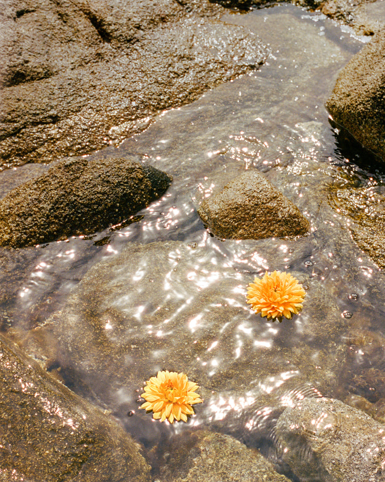 Floating Dahlias Poster