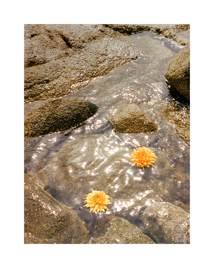 Floating Dahlias Poster