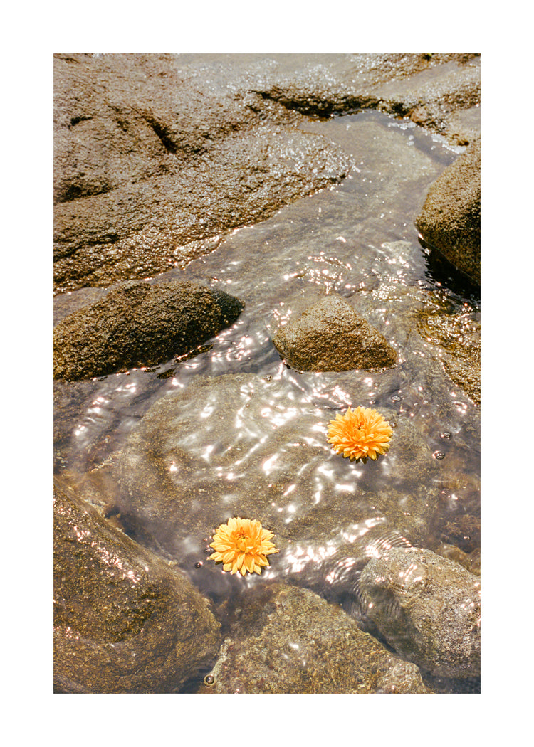 Floating Dahlias Poster