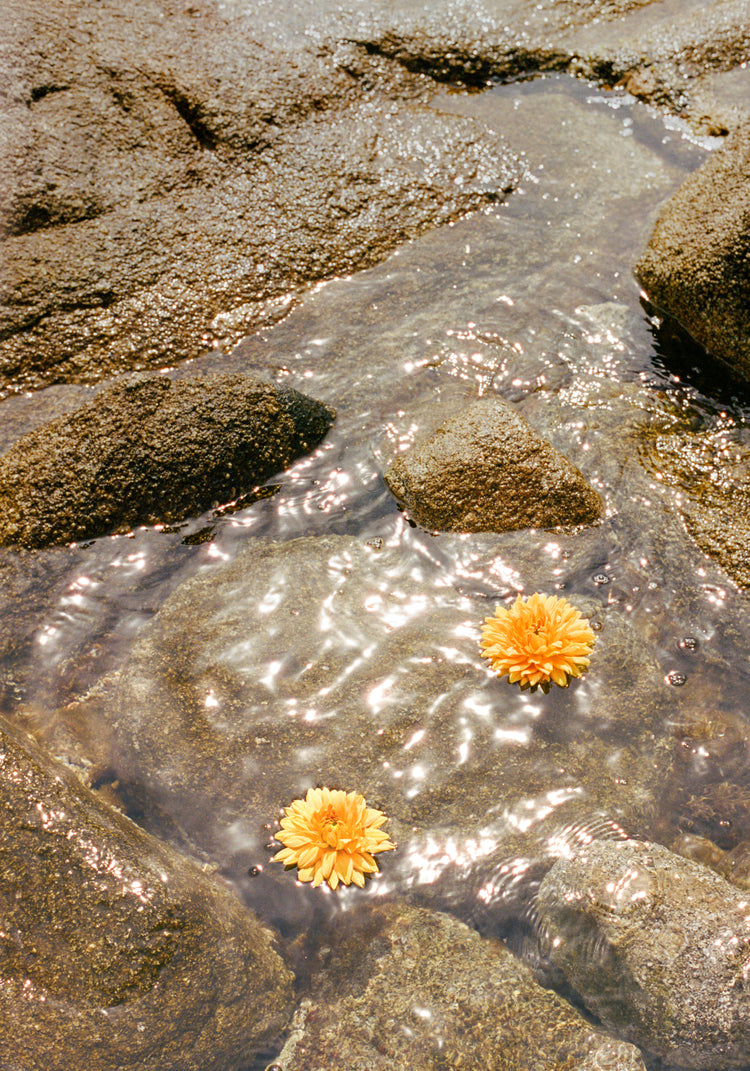 Floating Dahlias Poster