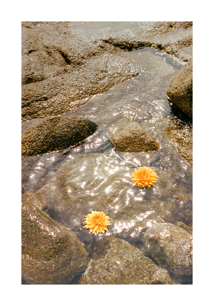 Floating Dahlias Poster
