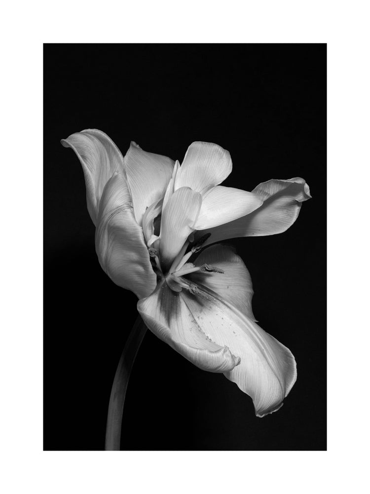 Tulip Bw Poster