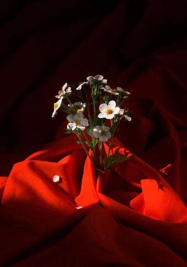 White strawberry flowers wrapped in a blood red sheet.