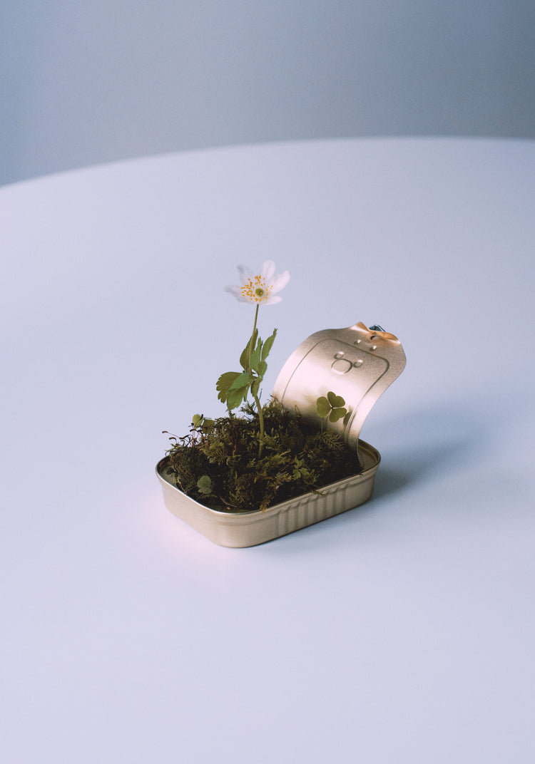 Opened tin container with a small forest inside it.