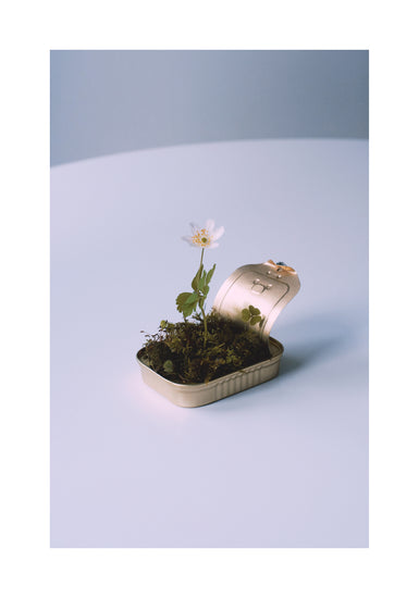 Opened tin container with a small forest inside it.