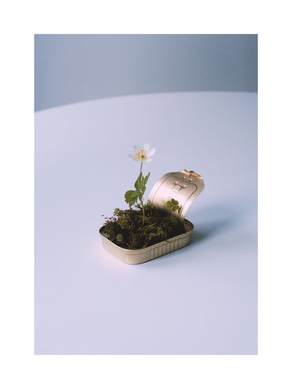 Opened tin container with a small forest inside it.
