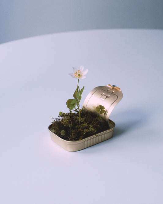 Opened tin container with a small forest inside it.