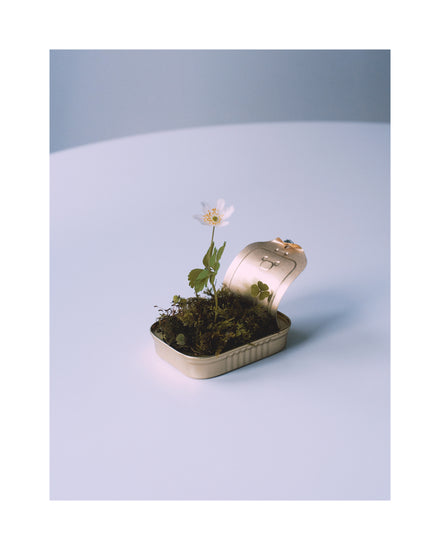 Opened tin container with a small forest inside it.