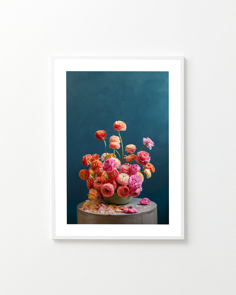 Ranunculus Rainbow Poster
