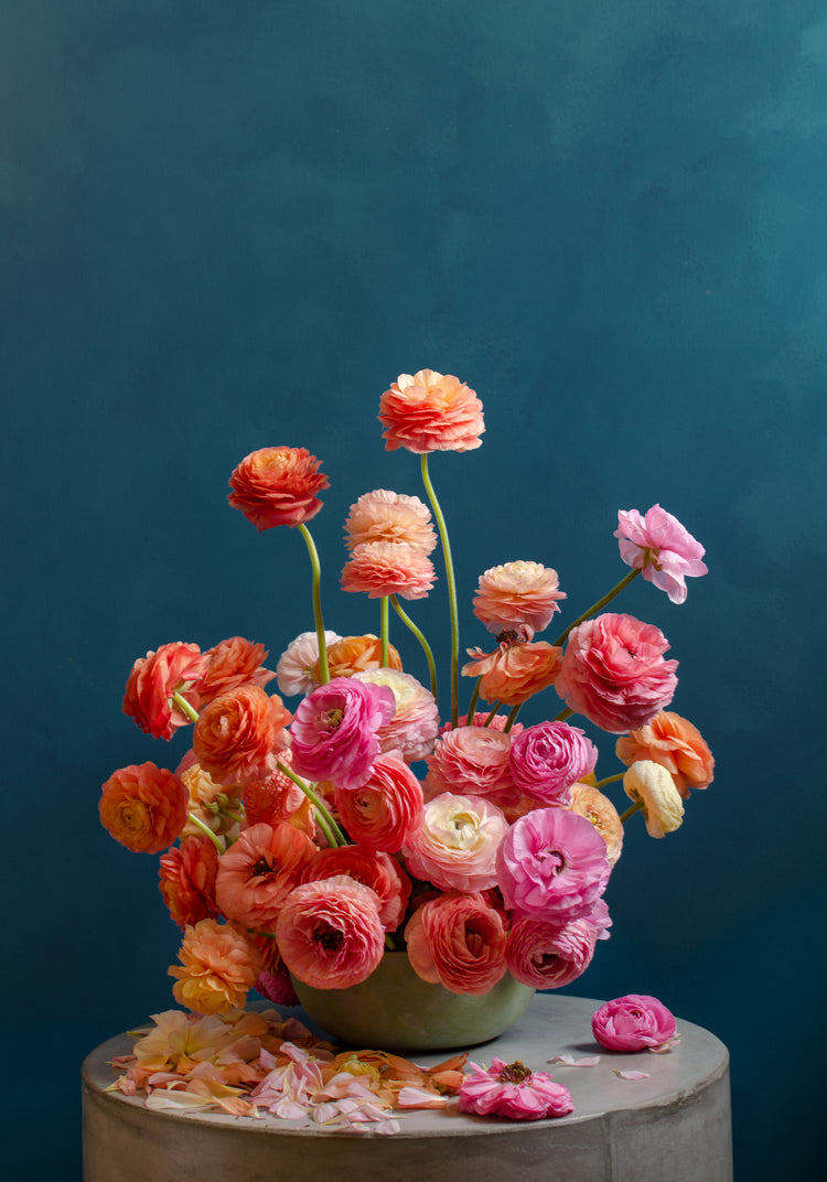 Ranunculus Rainbow Poster
