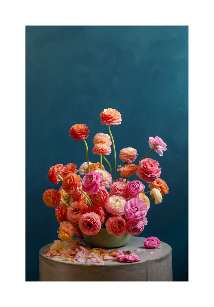 Ranunculus Rainbow Poster