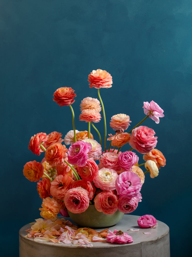 Ranunculus Rainbow Poster