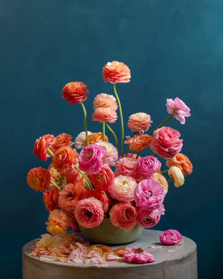 Ranunculus Rainbow Poster
