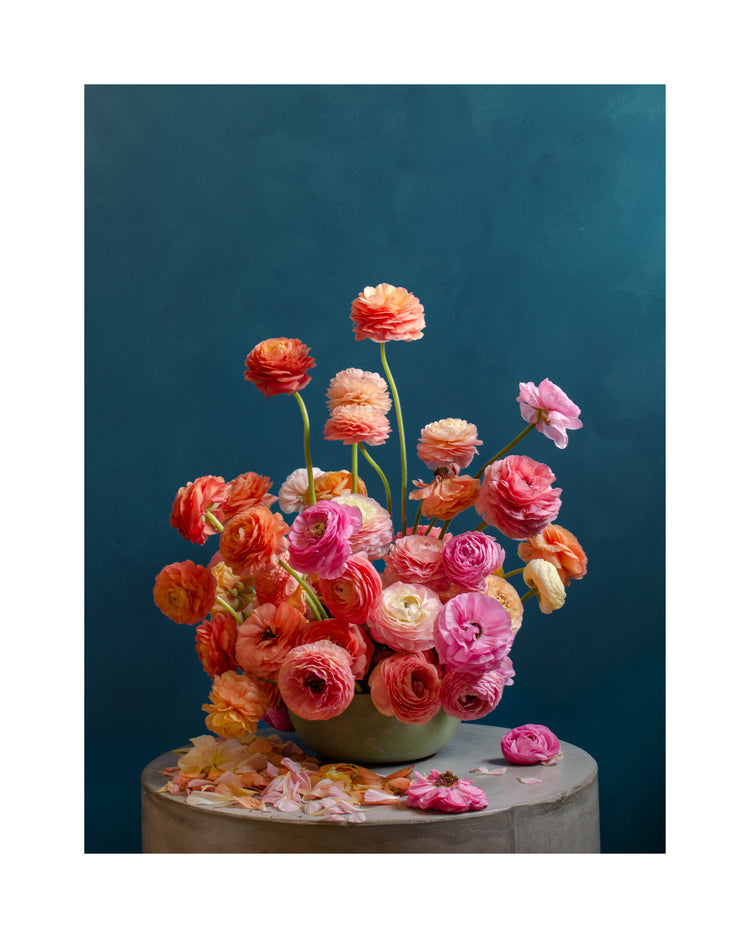 Ranunculus Rainbow Poster
