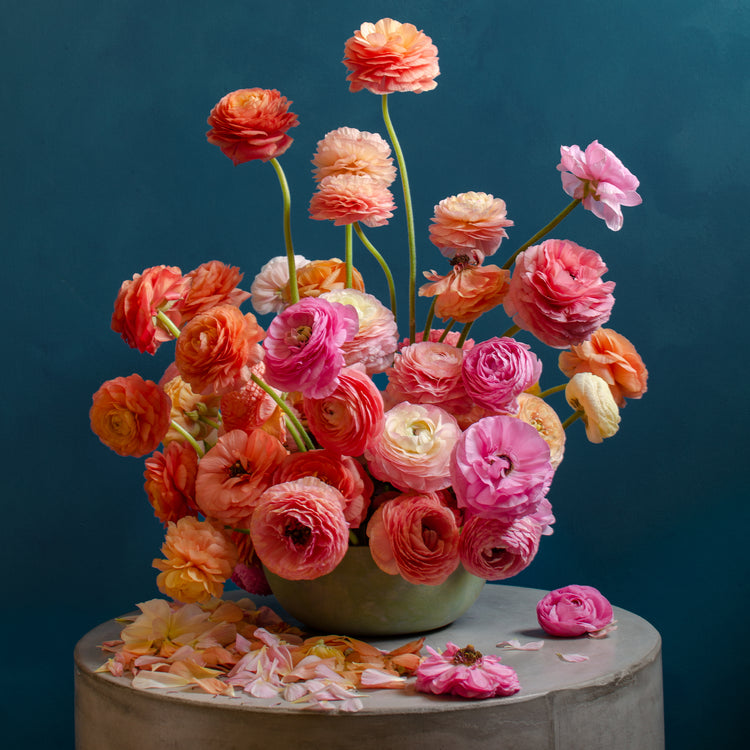 Ranunculus Rainbow Poster