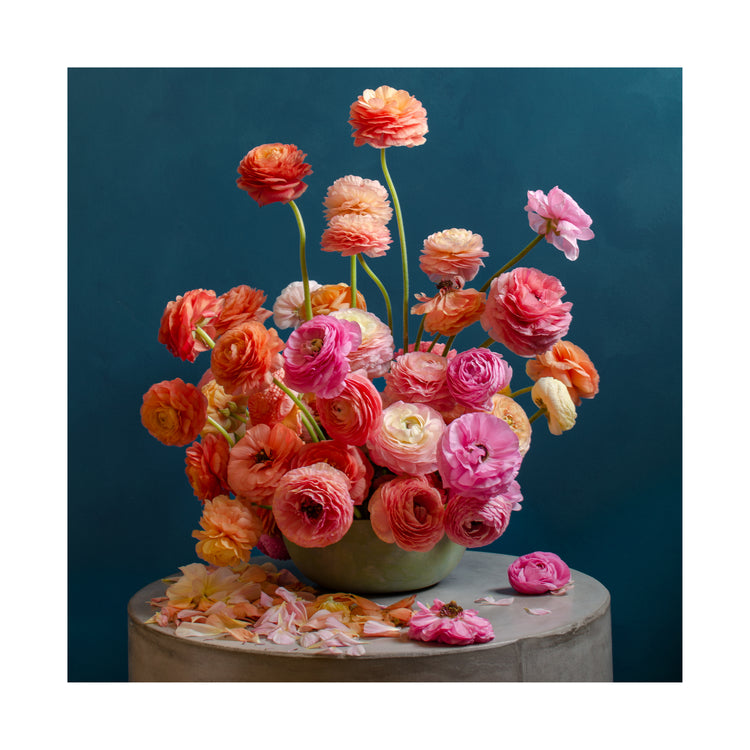 Ranunculus Rainbow Poster