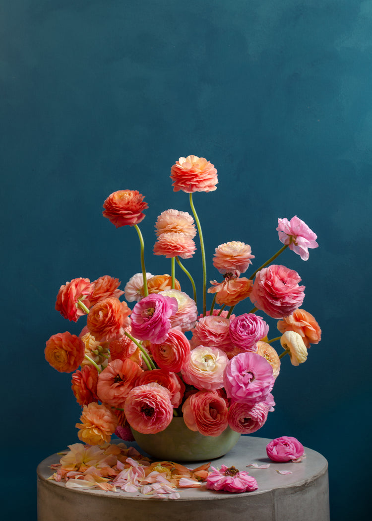 Ranunculus Rainbow Poster