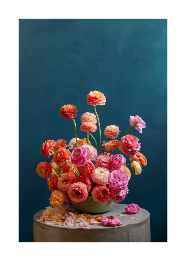 Ranunculus Rainbow Poster