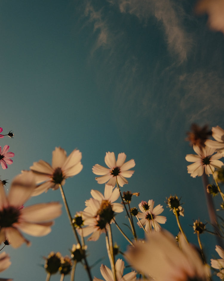 View from underneath of white flowers reaching towards the clear blue sky.