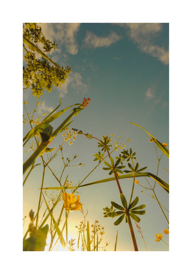 Wildflowers and weeds captured from underneath with the sky as a canvas.