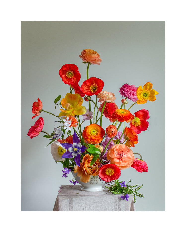 Poppies Popping Poster