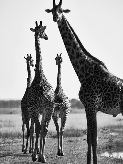 Giraffes walking together on a dirty road.