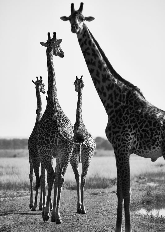 Giraffes walking together on a dirty road.