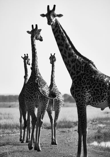 Giraffes walking together on a dirty road.