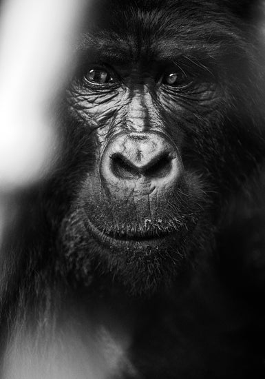 Portrait of a gorilla looking straight into the camera.