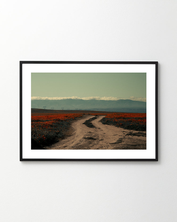 Poppy Road Poster