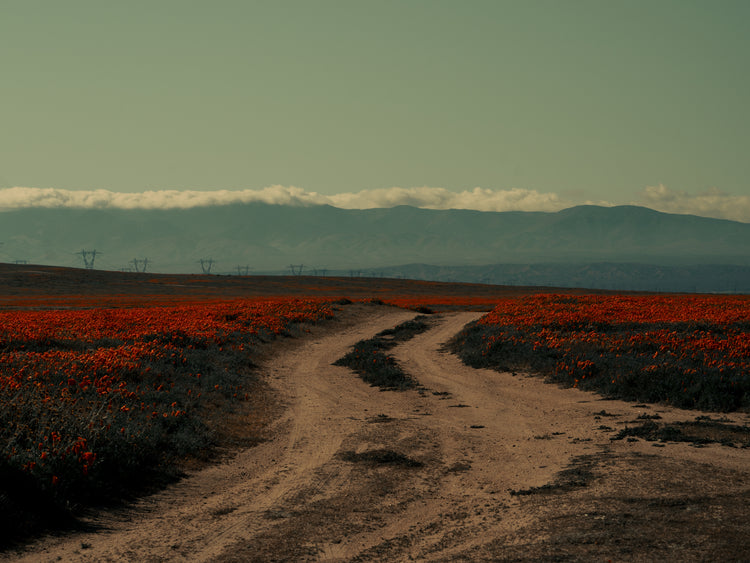 Winding road going through a landscape with red poppy fields and high mountains.
