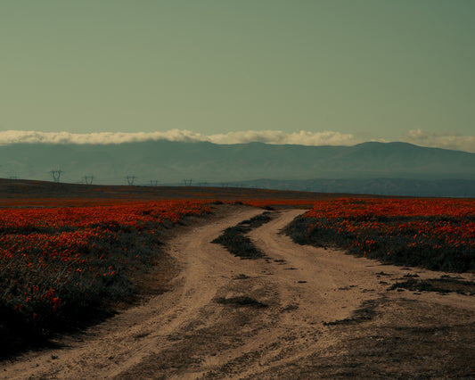 Winding road going through a landscape with red poppy fields and high mountains.