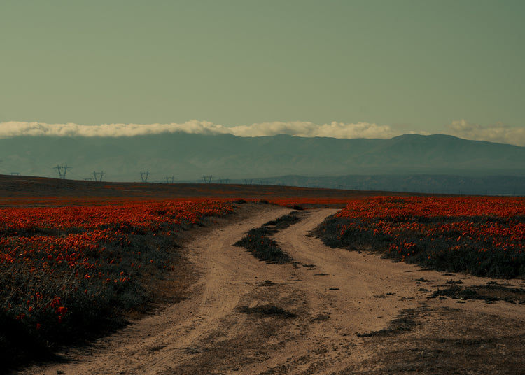Winding road going through a landscape with red poppy fields and high mountains.