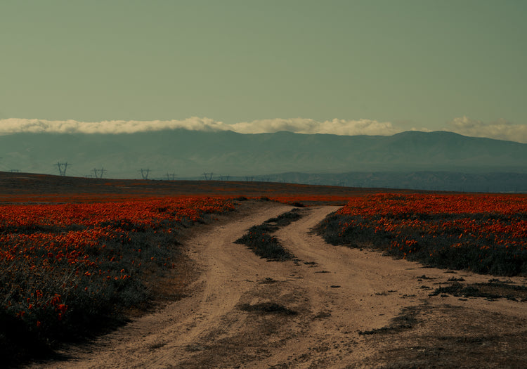 Winding road going through a landscape with red poppy fields and high mountains.