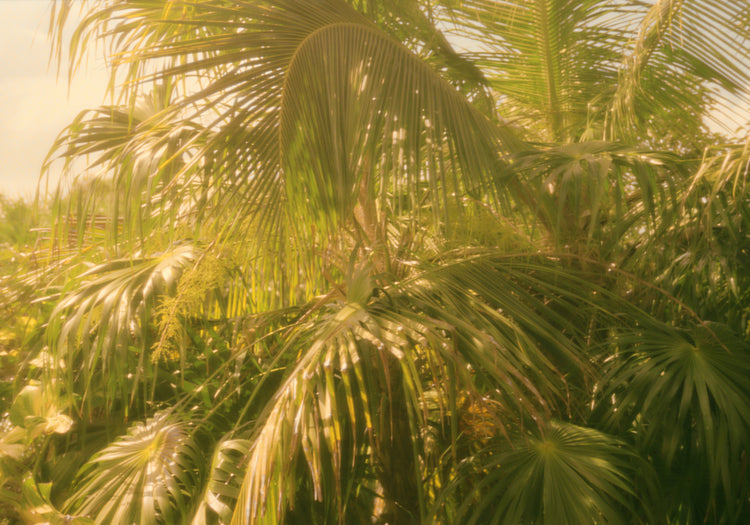 Colorfully green palm trees in tropical weather surrounded by jungle.