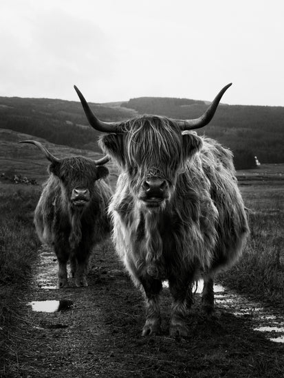 Two highland cattle cows photographed in black and white on an empty road.