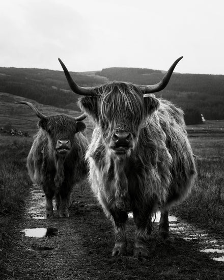 Two highland cattle cows photographed in black and white on an empty road.