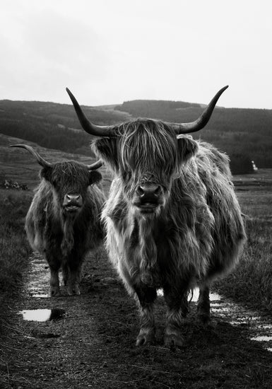 Two highland cattle cows photographed in black and white on an empty road.