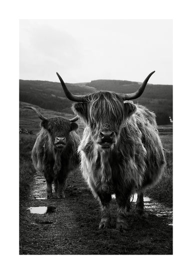 Two highland cattle cows photographed in black and white on an empty road.