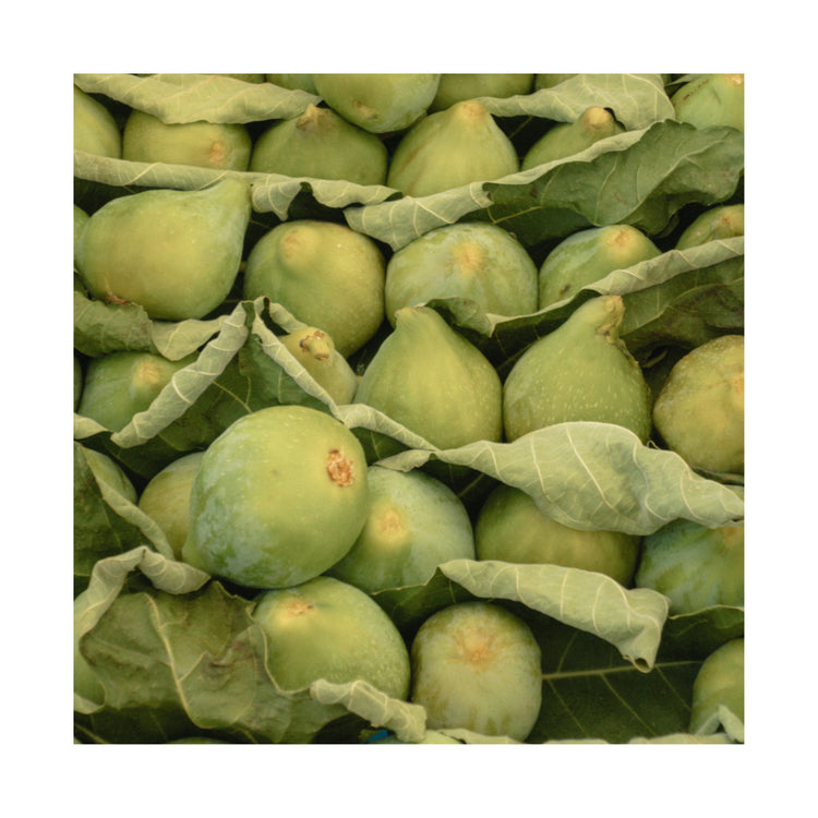 Italian Figs Poster