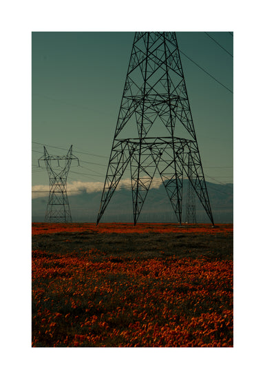Electric line constructions standing in the middle of a red sea of flowers.